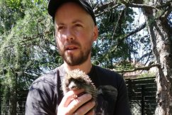 Przyjaciel człowieka żyjący na wolności z nowym domem. Dar dla Mysikrólika - foto
