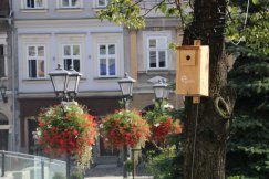 Tajemnicze urządzenia na bielskim Rynku. Wiszą na drzewach i mierzą - foto