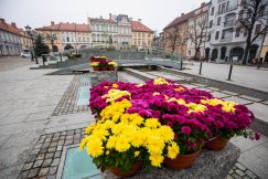 Setki chryzantem ozdobiły centrum Bielska-Białej. Inne będą zutylizowane - foto