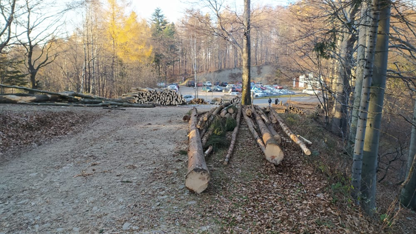 Masowa wycinka na Przegibku? Nie, to wyrąb dla dobra drzewostanu - foto