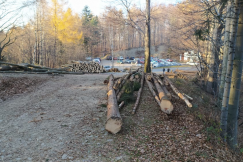 Masowa wycinka na Przegibku? Nie, to wyrąb dla dobra drzewostanu - foto