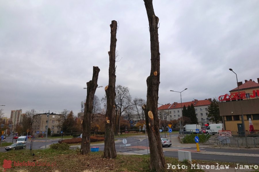 Szpecące pnie przy Broniewskiego. Zamiast drzew będą drzewka?