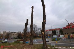 Szpecące pnie przy Broniewskiego. Zamiast drzew będą drzewka?