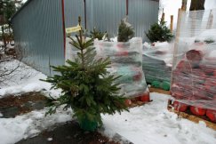 Hipermarket przekazał miastu niesprzedane iglaki. Będzie z tego zagajnik - foto