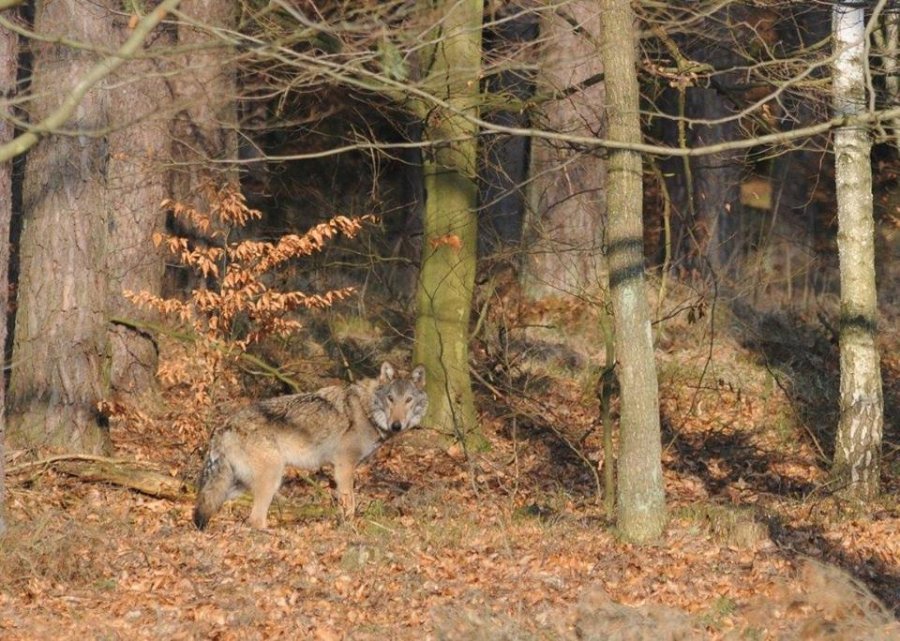 Tropy wilków w masywie Koziej Góry. Bielski leśniczy apeluje o ostrożność