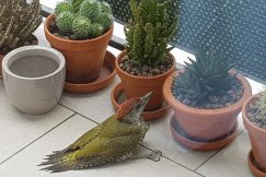 Młoda pustułka na parapecie okna na Pigalu. „Natura jest piękna, ale też brutalna”