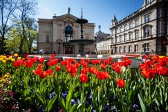 Bielsko-Białą zalewa morze tulipanów. Jeszcze więcej kwiatów niż zwykle - foto