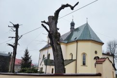 Kikuty przy kościele. Proboszcz mówi, że to był ratunek dla drzew