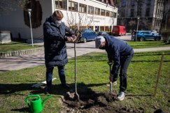 Nowe drzewo w Parku Słowackiego. Bohdan walczy z bielskim smogiem - foto