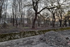 Urządzanie lasu niepokoi bielszczan. Pytamy urzędników, dlaczego tniecie te drzewa?