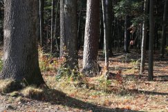 Zmiana planów na Pocztowej. Mniej miejsc postojowych i mniejsza wycinka