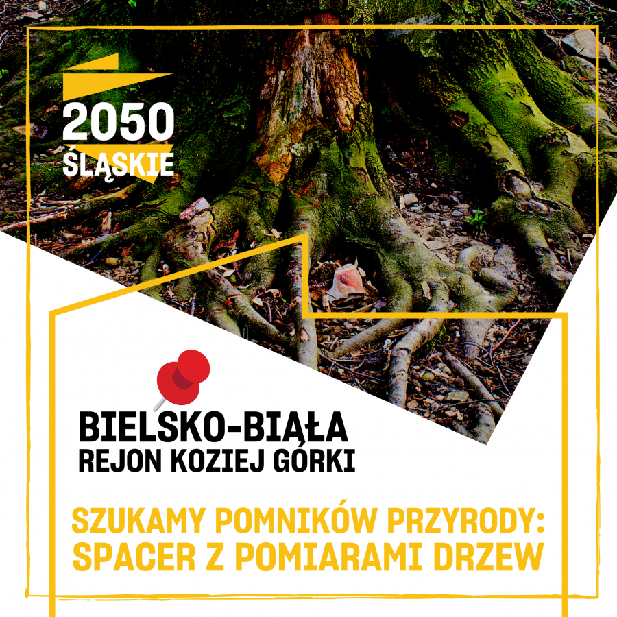 Pożyteczna akcja Ruchu Polska 2050. Ochrona drzew przed wycinką