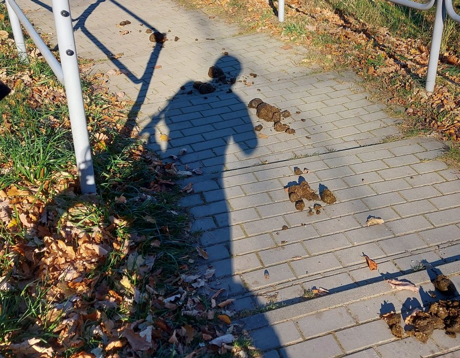 Plaga końskich odchodów na drogach i ścieżkach spacerowych w Bielsku-Białej - foto