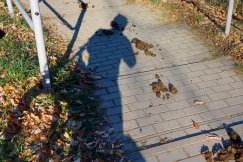 Plaga końskich odchodów na drogach i ścieżkach spacerowych w Bielsku-Białej - foto
