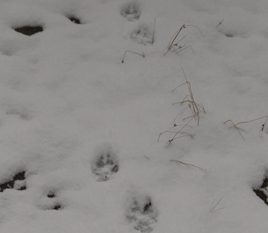Wilk w okolicach Koziej Góry? Mamy zdjęcia zrobione dziś o poranku FOTO