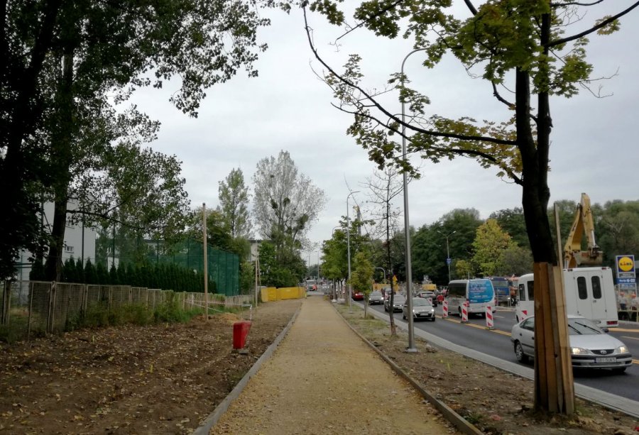 Przy ruchliwej ulicy sadzą duże drzewa. Dodatkowy szpaler kosztem chodnika - foto