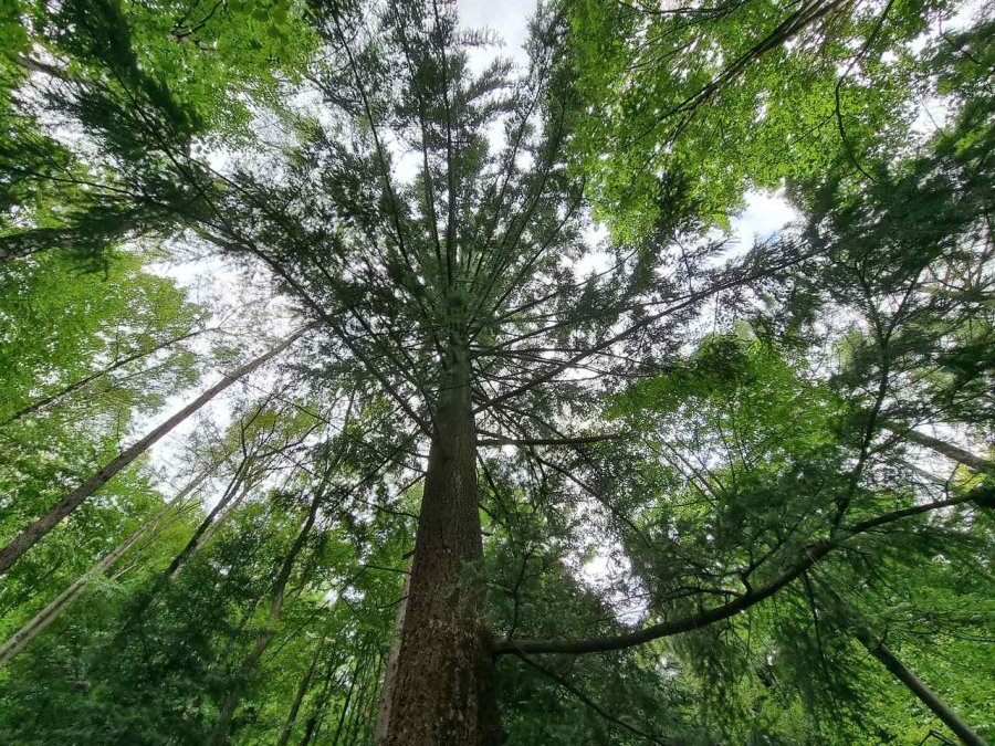 Nienaturalna roślinność w Cygańskim Lesie. Wyjątkowe okazy mogą żyć ponad tysiąc lat! ZDJĘCIA