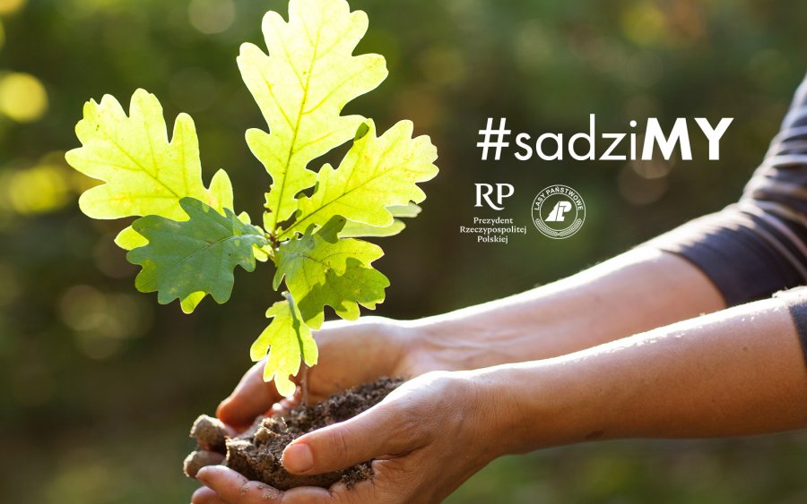 Milion sadzonek do rozdania przez dwa dni. Każdy może się zgłosić