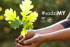 Milion sadzonek do rozdania przez dwa dni. Każdy może się zgłosić