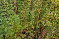 Nielegalna plantacja w przydomowym ogrodzie. Ktoś powiadomił policję