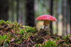 Moda na jedzenie muchomorów czerwonych. "Mają cudowne właściwości"