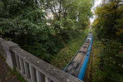 Drzewa w centrum Bielska-Białej nie będą wycięte? Pojawiło się światełko w tunelu