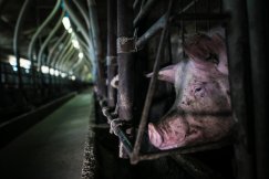 Negatywny wpływ ferm zwierzęcych na życie codzienne. Potrzebne moratorium?