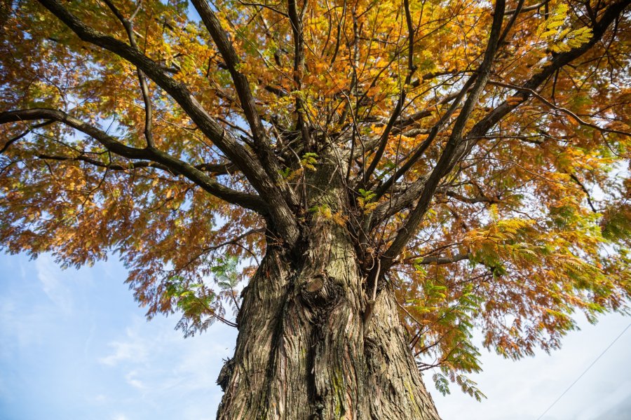 Wyjątkowe drzewo w Bielsku-Białej. Może dożyć ok. 2 tys. lat ZDJĘCIA