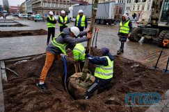 Sadzą klony na placu Wojska Polskiego. Jesienią przebarwiają się na pomarańczowo ZDJĘCIA
