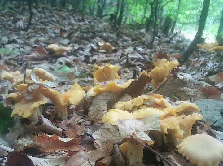 Zimowe grzyby w bielskich lasach. Pod grubą warstwą liści kryją się skarby ZDJĘCIA