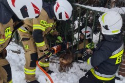 Sarna zaklinowana w ogrodzeniu. Strażacy ze Straconki uwolnili zwierzę - foto