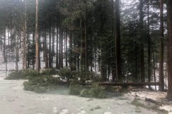 Wycinka przy Wilczym Stawie. Leśnicy pozyskują drewno na sprzedaż? - foto