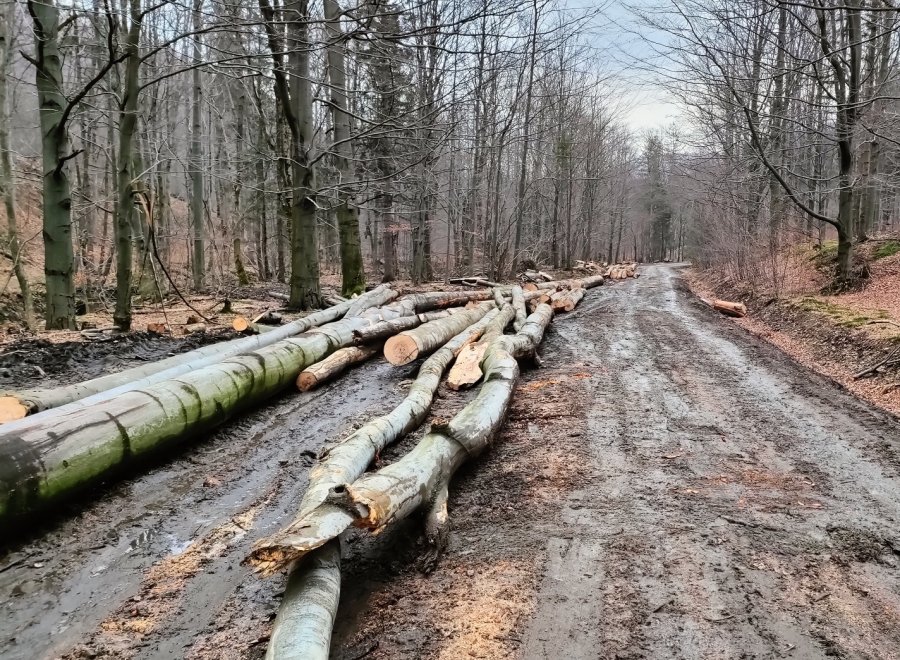 Wielka wycinka w chronionej Dolinie Wapienicy. Leśnicy odpierają zarzuty - foto