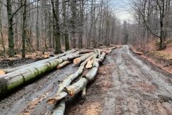 Wielka wycinka w chronionej Dolinie Wapienicy. Leśnicy odpierają zarzuty - foto
