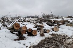 Chcą zablokować budowę miejskiej obwodnicy. Wycięty w pień zostanie leśny zakątek
