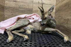 Awantura po potrąceniu sarny. Przyrodnicy ostro krytykują władze - foto