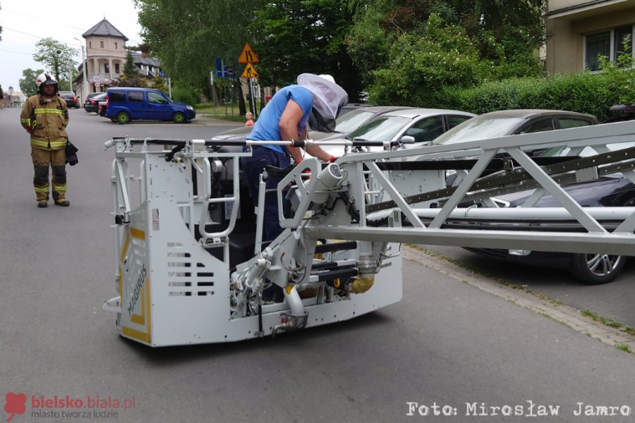 Gigantyczny rój pszczół obok bloków. Wezwano strażaków i pszczelarza - foto
