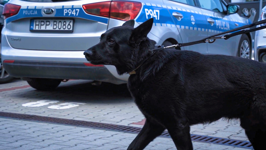 Chluba komendy. Na czworonożnego policjanta zawsze można liczyć WIDEO