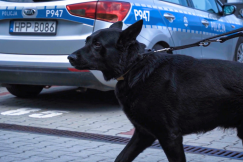 Chluba komendy. Na czworonożnego policjanta zawsze można liczyć WIDEO
