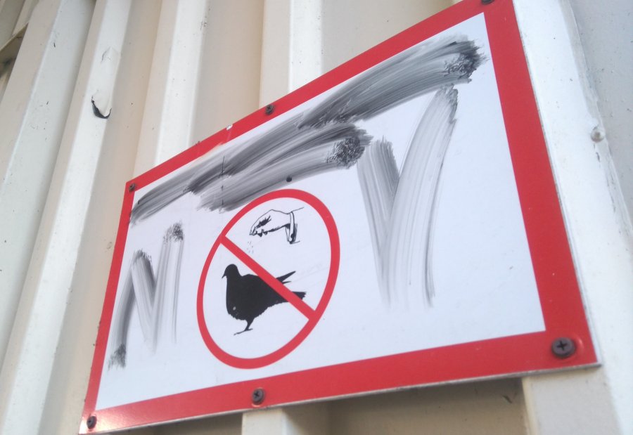 Inwazja gołębi. Mieszkańcy się skarżą, urzędnicy nic nie mogą