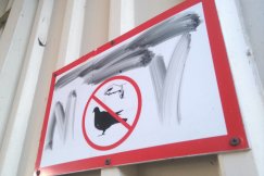 Inwazja gołębi. Mieszkańcy się skarżą, urzędnicy nic nie mogą