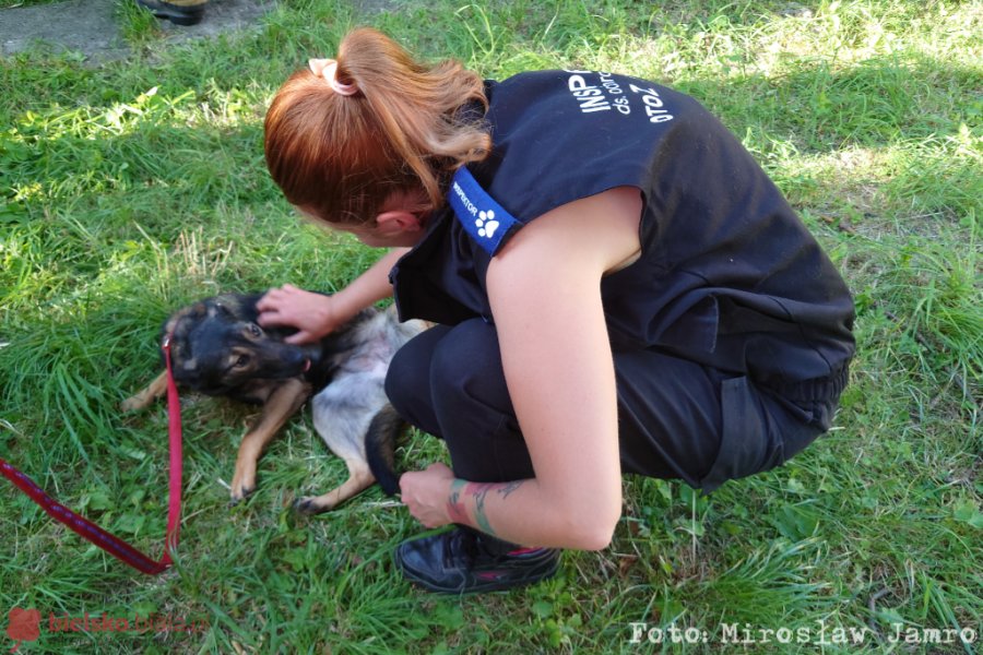 To prawdziwe bestialstwo. Pies nie jadł kilka dni, wszędzie były odchody - foto
