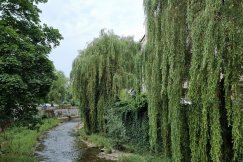 Drzewa wzdłuż rzeki w centrum do redukcji. W skrajnych przypadkach o połowę - foto