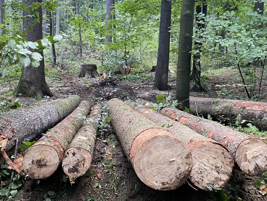 Tną martwe drzewa w Cygańskim Lesie? „Wycinane są najstarsze zdrowe drzewa” - foto