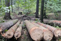 Tną martwe drzewa w Cygańskim Lesie? „Wycinane są najstarsze zdrowe drzewa” - foto