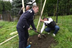 Zasadzili setki drzew wzdłuż ruchliwej ulicy. Inwestycja kosztowała 250 tys. zł - foto