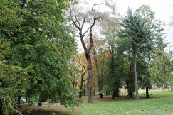 Szpitalny park ze starodrzewem wypięknieje. Będzie służył odpoczynkowi pacjentów - foto
