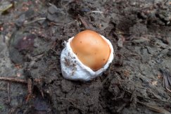 Wyjątkowo rzadki grzyb znaleziony w Beskidach? Ekspert ma wątpliwości - foto