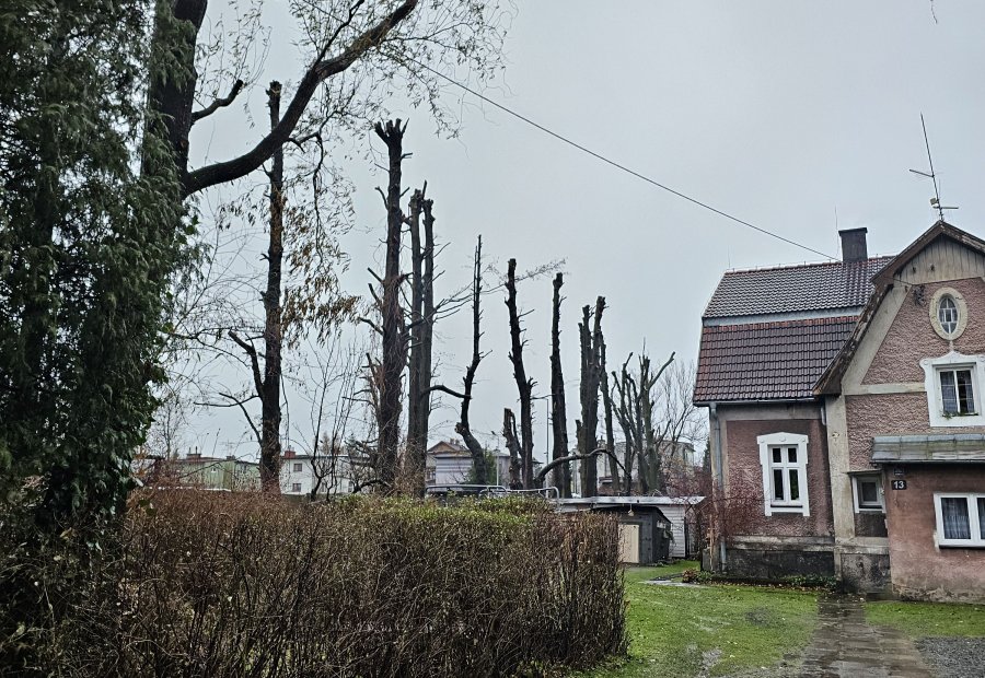 „Modelowe przycięcie drzew”. Ratusz planuje wymierzyć karę policji, której pomogli... strażacy