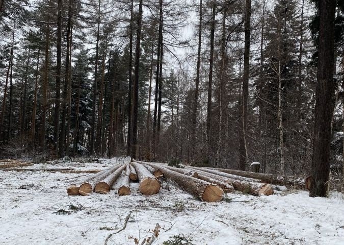 Masowa wycinka w cennych lasach Straconki. Leśnicy tną na 15 hektarach - foto